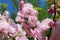 Branch of blooming double-flowering almond tree