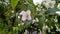 A branch of blooming jasmine in the rain shot close up, divine big white flowers with a wonderful smell.  .