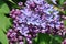 A branch of blooming lilac purple and blue, illuminated by the sun, with delicate blooming flowers.