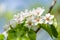 Branch of blooming pear tree. White flowers on a pear tree