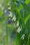 Branch of a blooming Solomon`s seal. Polygonatum