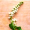 Branch of blooming sping flowers on wooden background