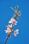 Branch with blooming tender almond flowers against blue sky