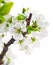 Branch blooming tree with green leaves spring still life