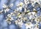 Branch with blooming white magnolias against the background of a blue sky