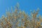 Branch blooming willow close up against the blue sky on a sunny spring day, willows, also called sallows and osiers