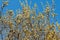 branch blooming willow close up against the blue sky on a sunny spring day, willows, also called sallows and osiers