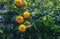 Branch of blooming yellow kerria