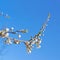 Branch of blossom bird-cherry tree