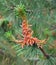 Branch of blossom pine in natural blurry green background