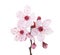 Branch in blossom Plum isolated on white background