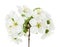 Branch blossom on white background