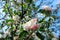 Branch blossoming apple-tree