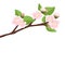 Branch of blossoming apple tree