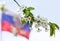 Branch of blossoming apple tree on background of the Russian flag