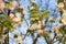 Branch blossoming apple-tree in the early morning