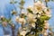 Branch blossoming apple-tree in the early morning