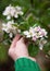 Branch of a blossoming apple tree in girl`s hand. Beautiful early morning in the garden.