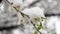 Branch blossoming apricot tree with snow-white spring flowers closeup in garden