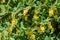 Branch of a blossoming barberry. Yellow flowers of barberries on bush. Selective focus, shallow DOF
