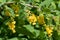 Branch of a blossoming barberry. Yellow flowers of barberries on bush. Selective focus, shallow DOF