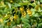 Branch of a blossoming barberry. Yellow flowers of barberries on bush. Selective focus, shallow DOF