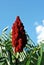 Branch of a blossoming bright red Rhus typhina the staghorn sumac, green leaves and blue sky