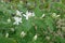 Branch of blossoming bush honeysuckle