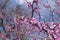 Branch of blossoming Cercis canadensis against blue sky