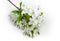 Branch of blossoming cherry close-up on a light background