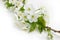 Branch of blossoming cherry close-up on a light background