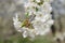 A branch of a blossoming cherry tree. Inflorescence of white cherry flowers in spring