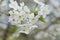 A branch of a blossoming cherry tree. Inflorescence of white cherry flowers in spring