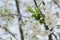 A branch of a blossoming cherry tree. Inflorescence of white cherry flowers in spring