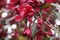 A branch of a blossoming decorative apple tree with tender burgundy petals