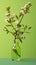 branch with blossoming flowers in a glass vase, concept of the arrival of spring, vertical photo