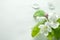 Branch with blossoming flowers, pink button, green leaves and petals on white background