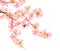 Branch of the blossoming Japanese Quince Chaenomeles japonica with pink flowers