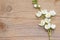 Branch of blossoming jasmine on wood background