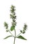 Branch blossoming lemon balm isolated