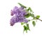 Branch of blossoming lilac