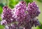 Branch of the blossoming lilac (Syringa L.), grade Sensation (Sensation)