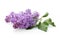 Branch of blossoming lilac on white background