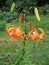 A branch of blossoming orange lilies lit by the sun in the garden.