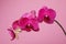 Branch of a blossoming orchid claret color on a pink background