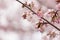Branch of the blossoming Oriental cherry
