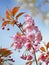 Branch of the blossoming Oriental cherry against the blue sky
