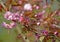 Branch of the blossoming Oriental cherry Prunus serrulata Lindl