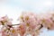 Branch of blossoming Oriental cherry sakura