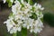 A branch of a blossoming pear tree. Inflorescence of white pear flowers in spring